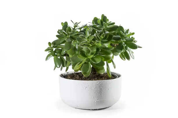 Money tree (Crassula ovata) succulent plant with thick leaves potted as decorative houseplant in a wide ceramic planter, isolated with small shadows on a white background, copy space, selected focus