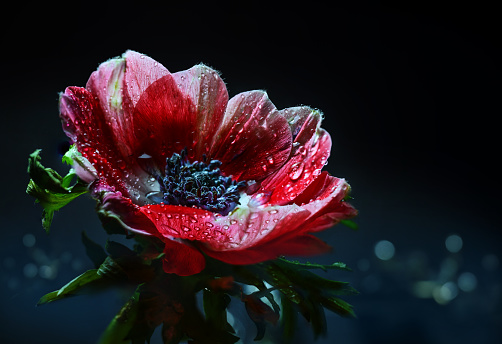 Red anemone flower with water drops after rain against a black background with blurred dark blue bokeh, close-up, copy space, selected focus