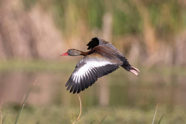 istock Black-bellied Whistling Duck 1458869687