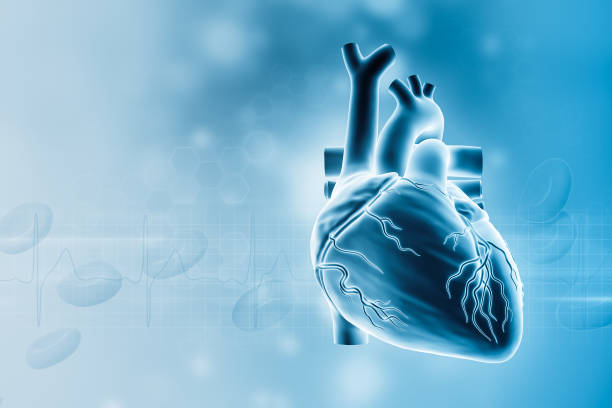 istock Human heart with blood vessels 3D rendering illustration with copy space. Cardiovascular system, anatomy, medical and healthcare, biology, medicine, science concepts. 1458871297