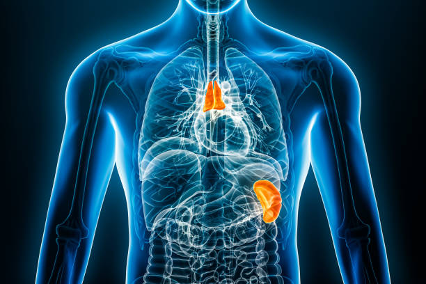 рентгеновский тимус и селезенка внутреннего органа 3d рендеринг иллюстрации с мужскими контурами тела. анатомия человека, лимфоидная систе - тимус стоковые фото и изображения