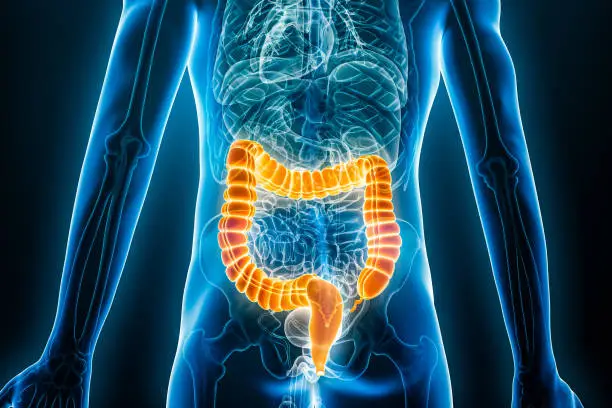 Photo of Xray posterior or back view of large intestine or colon 3D rendering illustration with male body contours. Human anatomy, bowels, medical, biology, science, healthcare concepts.