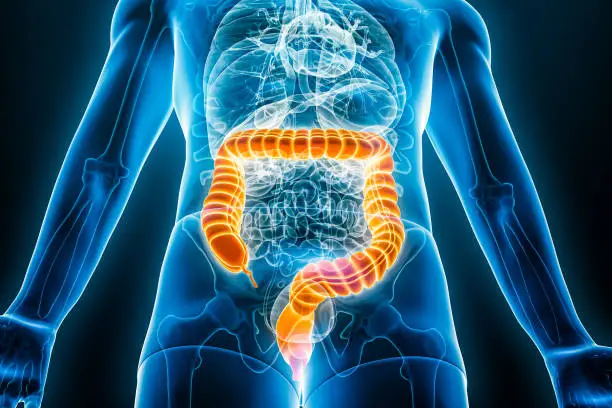 Photo of Xray anterior or front view of large intestine or colon 3D rendering illustration with male body contours. Human anatomy, bowels, medical, biology, science, healthcare concepts.