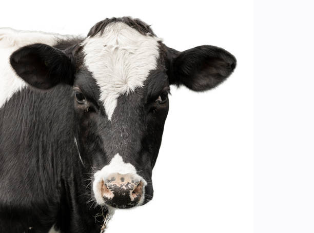 istock black and white cow portrait isolated on a white background 1458873073