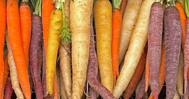 Variety of colored organic carrots