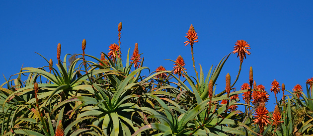 Blooming Aloe vera succulent plants with red orange colored flowers against blue sky. Tropical succulents, herbal medicine,natural cosmetics concept with copy space.Selective focus.