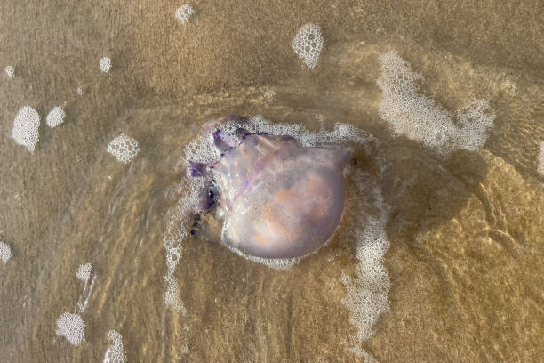 イタリアのビビオーネの砂の上に漂着した死んだクラゲ。 - scyphozoa ストックフォトと画像