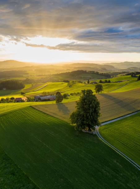 istock Sunset over swiss pastures, trees cast a long shadow 1458880594