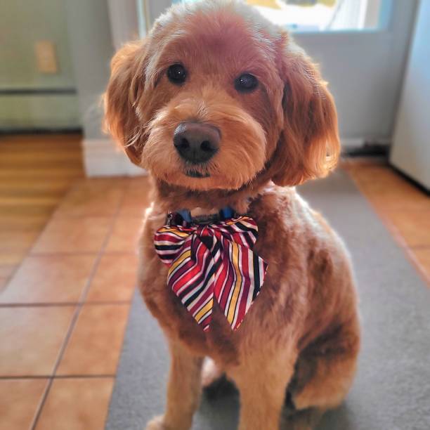 istock Miniature Golden Doodle Dog 1458884084