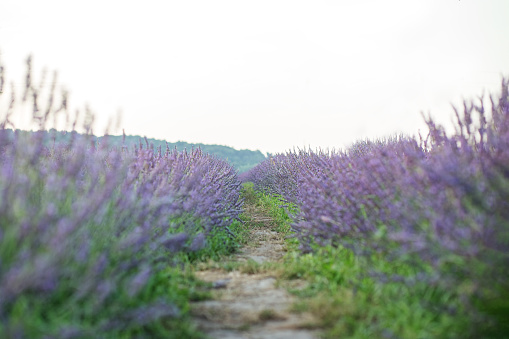 Colorful blooming lavender or lavender field in dawn light. Beautiful nature background