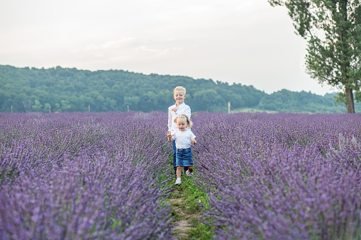 Two small children, boy and girl, are walking in countryside in summer. Purple lavender field.