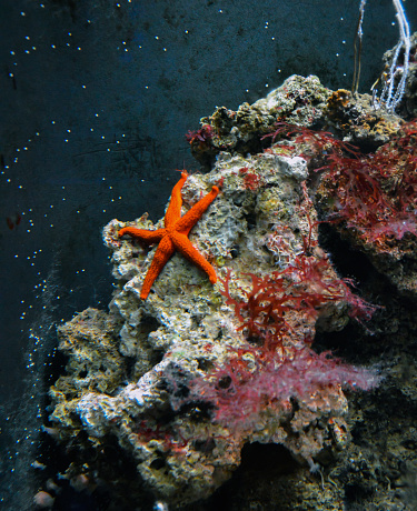 An orange starfish placed on an underwater rock covered in colorful corals and water plants in its tank at Cattolica aquarium