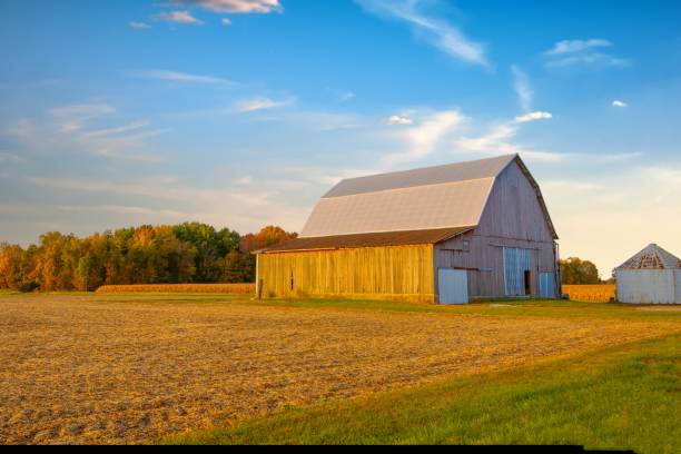 istock Old Weathered Barn with woods and corn field-Howard County, Indiana 1458893759