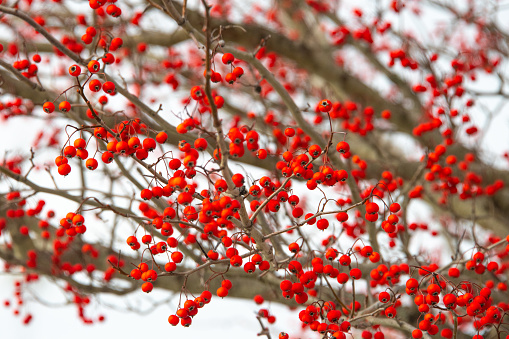 Red Berries-Green hawthorn delivers brillant berries-Indiana