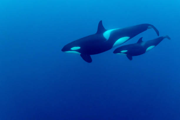 una orca nada con su cría - ballena orca fotografías e imágenes de stock