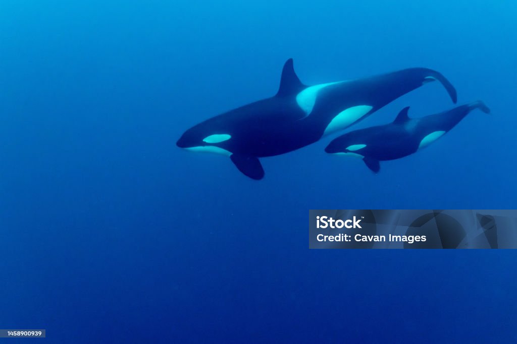 a killer whale swims with her calf a killer whale swims with her calf in Skjervoy, Troms og Finnmark fylke, Norway Orca Stock Photo