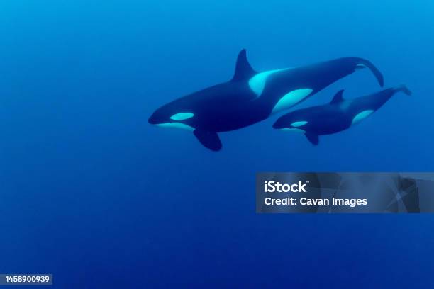 A Killer Whale Swims With Her Calf Stock Photo - Download Image Now - Orca, Underwater, Calf