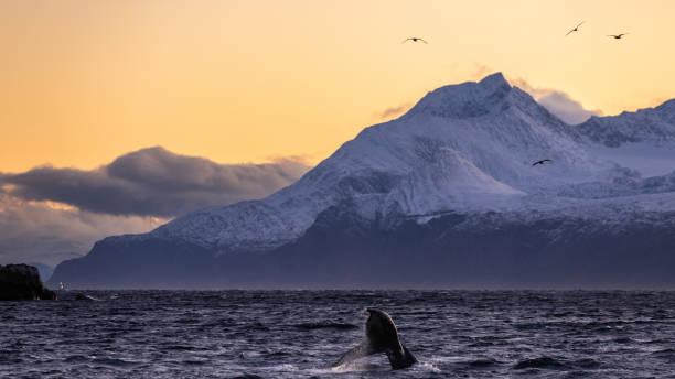 istock a whale strikes its tail on the surface of the water 1458900940