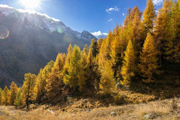 istock Swiss alpine landscape in autumn 1458901009