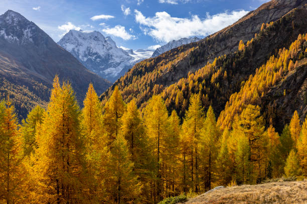 istock Swiss alpine landscape in autumn 1458901018