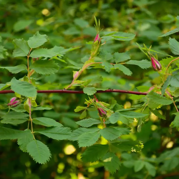 Bright pink California Wildrose perennial shrub rosa californica flower buds, large blooming red wild rose flowers stem, vertical textured colorful leaf pattern macro closeup, purple crimson flowering green leaves, sunlight spots