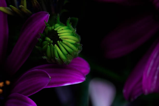 A somewhat edgy looking image of a purple daisy. This isn't your grandmother's daisy. Although, I don't actually know your grandmother,  so maybe this is right up her alley. My apologies if I messed with your Grandmother's street cred.