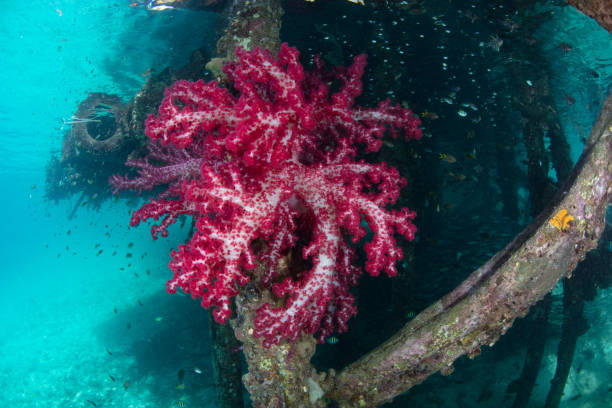 istock Soft Coral on Jetty in Raja Ampat 1458905004