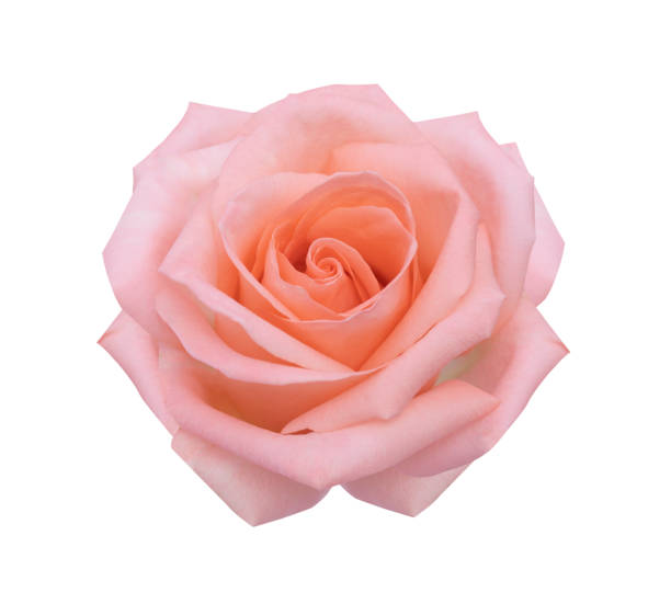 istock Pink rose flower close up for background and soft focus horizontal shape 1458905335