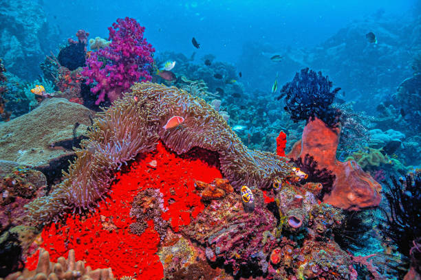 istock Coral reef South Pacific, Sulawesi 1458905337