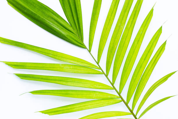istock Green leaves of palm tree on white background. 1458905408