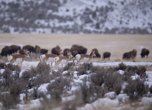 Around 8000 Elk (Cervus canadensis) live at the base of these  snow-covered Teton Mountains in the Elk Wildlife Refuge, Jackson Hole, Wyoming, USA