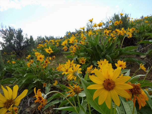 istock All Seasons are Beautiful in Idaho 1458906901