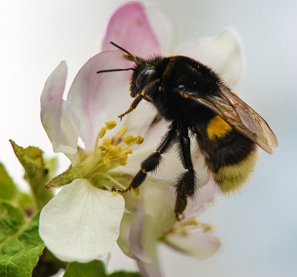 detail of bumblebee on flower of apple tree springtime macro view