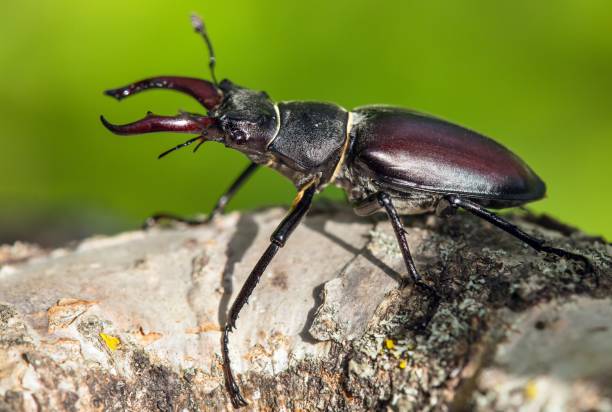 istock Lucanus cervus, the European stag beetle 1458908445