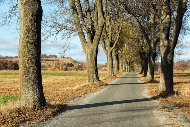 istock autumn linden tree alley, autumnal view 1458908674