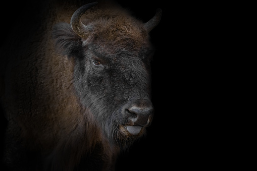 European bison portrait, black&white 
