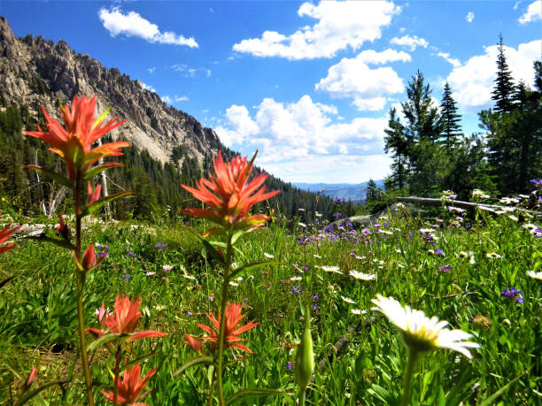 istock All Seasons are Beautiful in Idaho 1458909657