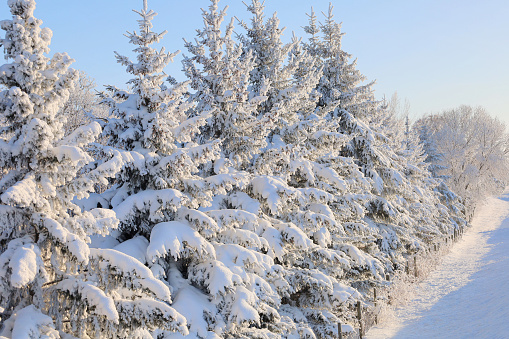 Minnesota snow covered pine trees