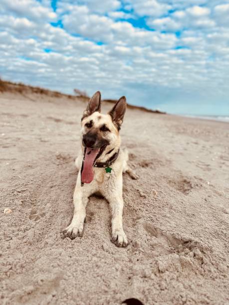 istock Dog Day on the Beach 1458909824