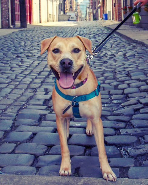 istock Happy dog on cobblestone street 1458911162