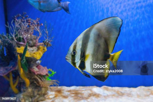 Beautiful Fish Platax Teira Longfin Batfish In Blue Water Of Aquarium Marine Life Stock Photo - Download Image Now