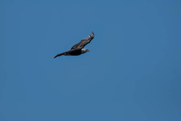 istock An adult bald eagle in flight. 1458912817