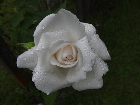 white rose with drops