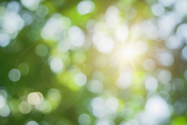 istock Abstract green foliage and tree in jungle blur with sun light spring summer. Farming concept on plant forest and environment day of farmer organic building sunshine on leaf herb lush soft in ecology. 1458914400