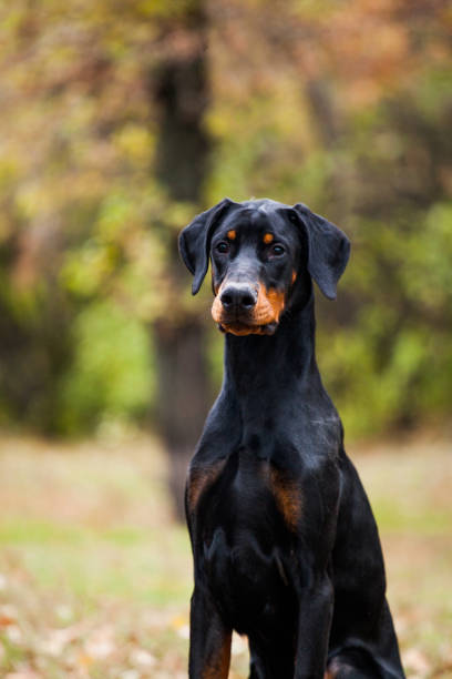 istock Doberman puppy in the autumn forest 1458914443