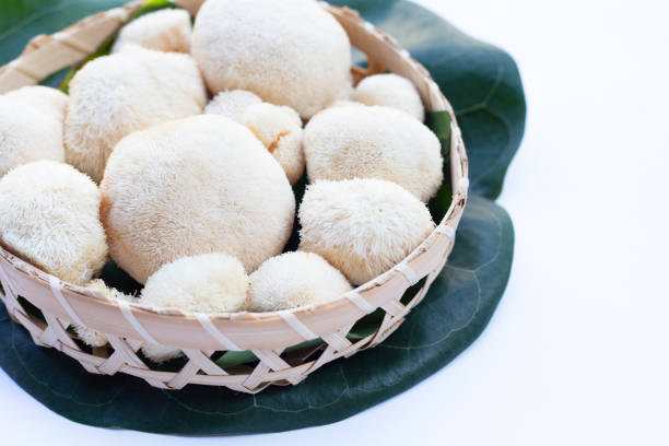 istock Fresh lion's mane mushroom on white background. 1458914595