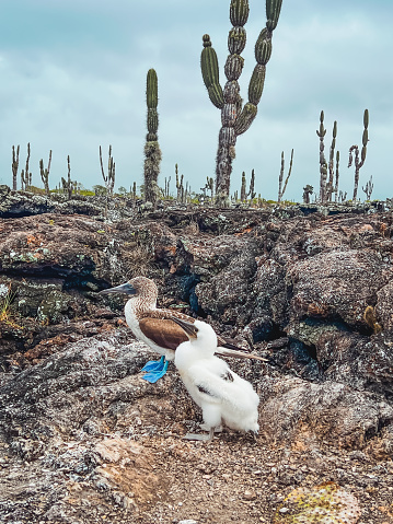 A baby seal lies alone on wet rocks beside the ocean in the Galápagos Islands.