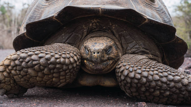 istock Galapagos Island, Ecology world 1458914767