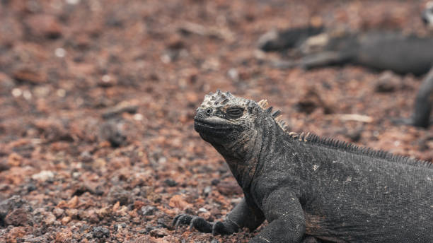 istock Galapagos Island, Ecology world 1458914798