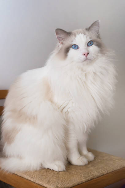 istock Portrait of Ragdoll cat 1458918944